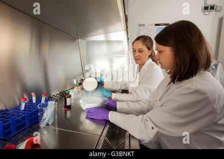 L'isolement de l'ARN dans un laboratoire de génétique. Banque D'Images