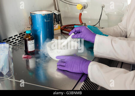 L'isolement de l'ARN dans un laboratoire de génétique. Banque D'Images