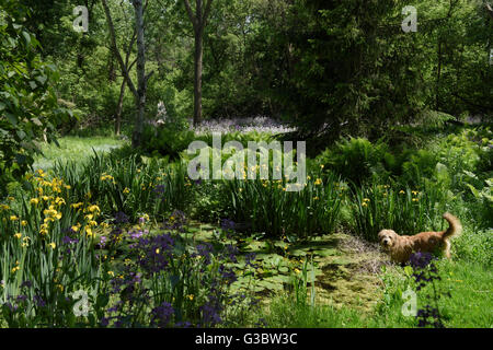 Chien jouant dans un étang naturel sauvage en forêt avec dames rocket et iris jaune arrière-cour ravine lot en toronto Banque D'Images