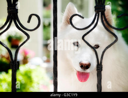 Chien blanc derrière gate Banque D'Images