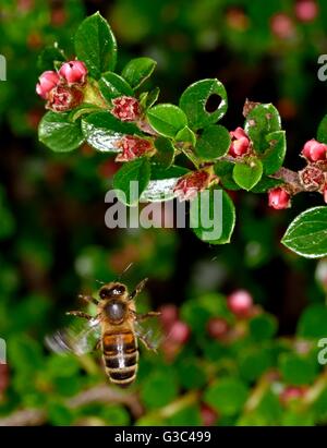 Un travailleur à l'approche d'un abeille fleur Banque D'Images