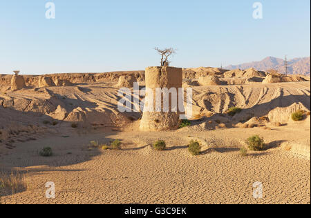 Sur des poteaux d'Acacia dans le désert d'Eilat Banque D'Images