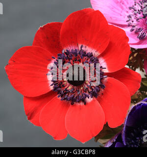 Image en gros plan d'une seule fleur de l'anémone. Banque D'Images