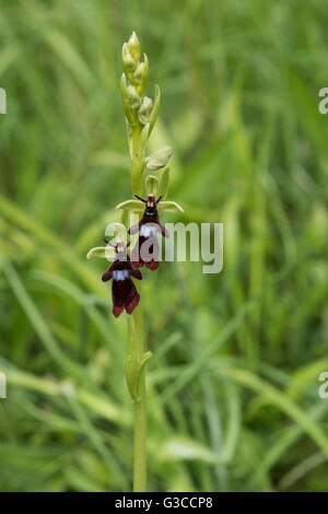 Ophrys insectifera, Fly Orchid, poussant sur la craie downland, Surrey, UK. Mai. Banque D'Images