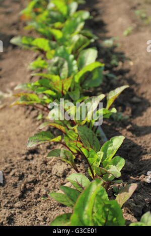 Chemin de betterave plantes dans un jardin potager Banque D'Images