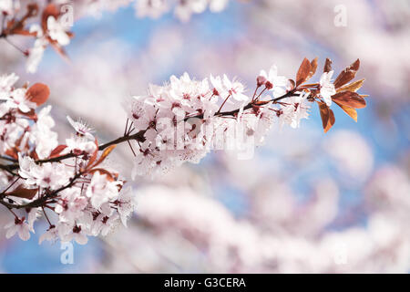 Des fleurs. Floral background,petite profondeur de champ Banque D'Images