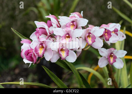Orchidea avec Mauve et blanc sur l'île portugaise de Madère Banque D'Images
