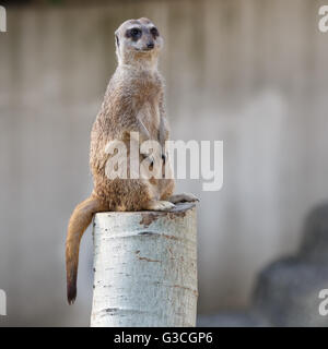 Meerkat sitting on guard Banque D'Images