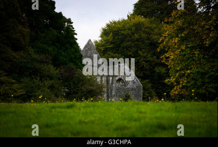 Abbaye de Muckross, le Parc National de Killarney, Irlande Banque D'Images