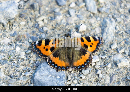 Papillon sur la masse, Lepidoptera Banque D'Images