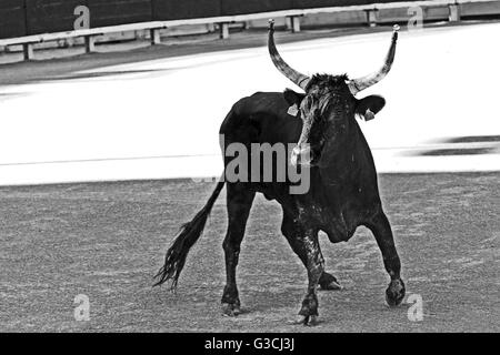 Jeune taureau de Camargue, la race, l'amphithéâtre d'Arles, Arles, Provence-Alpes-Côte d'Azur, France, Europe Banque D'Images