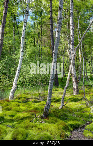 Les bouleaux et de la mousse dans le Schwenninger Moos, Schwenningen, Bade-Wurtemberg, Allemagne, Europe Banque D'Images