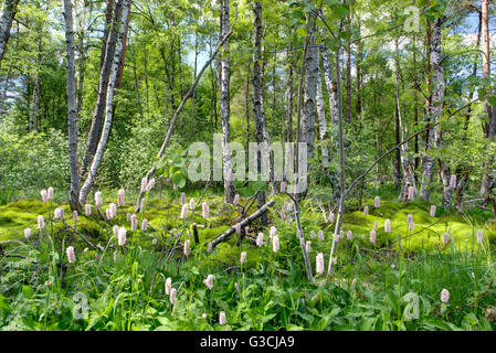 Les bouleaux et de la mousse dans le Schwenninger Moos, Schwenningen, Bade-Wurtemberg, Allemagne, Europe Banque D'Images