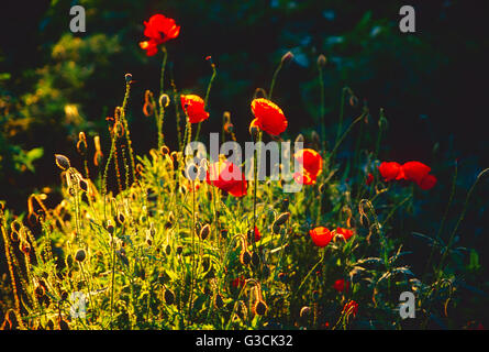 Orange & rouge coquelicots poussant dans Stowe, Vermont ; jardin ; USA Banque D'Images