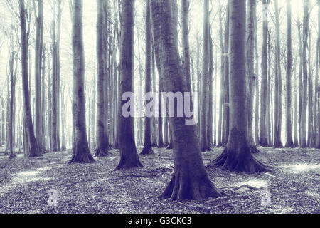 Forêt de hêtre semi-naturelle, Stubnitz, parc national de Jasmund, île de Rügen, Schleswig-Holstein, Allemagne, la couleur et le contraste amélioré numériquement, du grain de film visible Banque D'Images