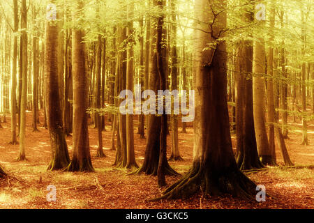 Forêt de hêtre semi-naturelle, Stubnitz, parc national de Jasmund, île de Rügen, Schleswig-Holstein, Allemagne, la couleur et le contraste amélioré numériquement, du grain de film visible Banque D'Images