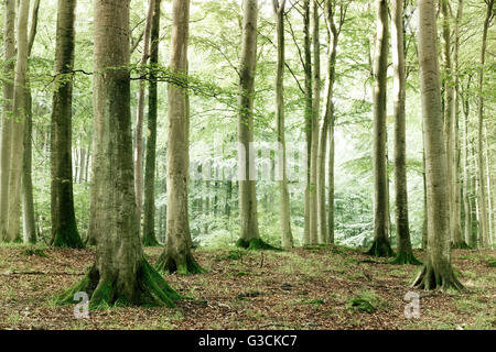 Forêt de hêtre semi-naturelle, Stubnitz, parc national de Jasmund, île de Rügen, Schleswig-Holstein, Allemagne, la couleur et le contraste amélioré numériquement Banque D'Images