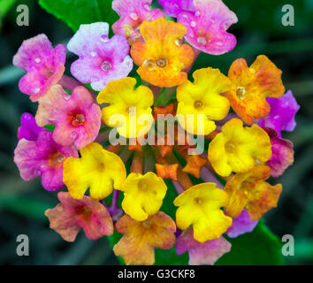 Lantana camara, grand sage, Hawai'i Volcanoes National Park, Big Island, Hawaii, USA Banque D'Images