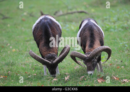Deux mouflons, Ovis ammon musimon Banque D'Images