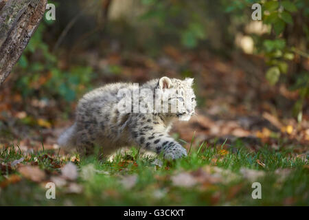 Snow Leopard, Uncia uncia, jeune animal, rock, marche à pied, sur le côté Banque D'Images