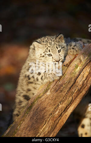 Snow Leopard, Uncia uncia, jeune animal, rock, pendaison, tronc, looking at camera Banque D'Images