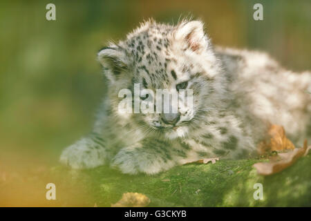 Snow Leopard, Uncia uncia, jeune animal, couché, frontal Banque D'Images