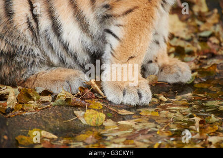 Tigre de Sibérie, pattes, close-up, Panthera tigris altaica, jeune animal, vue de côté, assis Banque D'Images