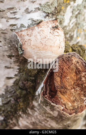 Piptoporus betulinus polypore du bouleau, champignon, tronc infestées Banque D'Images