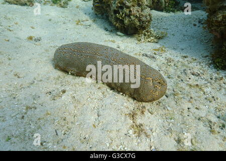 Une holothurie léopard animal, Bohadschia argus, Fonds sous-marins de l'océan, l'océan Pacifique, Tahiti, Polynésie française Banque D'Images