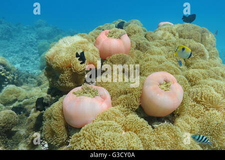 Les anémones de mer, Heteractis magnifica, sous l'eau avec les poissons tropicaux, Huahine, l'océan Pacifique, Polynésie Française Banque D'Images