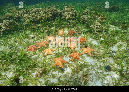 Grappe d'étoiles de mer sous l'eau, de l'étoile de mer du coussin, Oreaster reticulatus, sur des fonds marins avec turtlegrass et de corail, mer des Caraïbes Banque D'Images