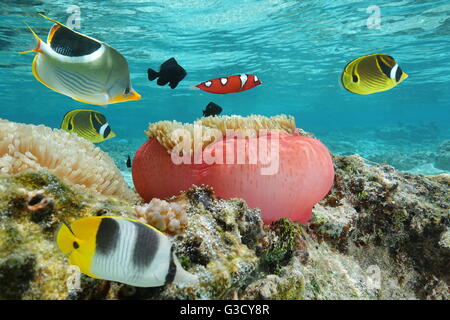 Poissons colorés avec une anémone de mer sous l'eau dans le lagon, l'océan Pacifique, Polynésie Française Banque D'Images