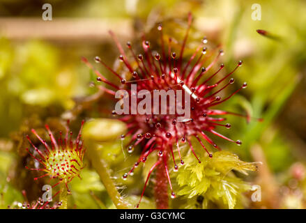 Le rossolis à feuilles rondes (Drosera rotundifoliain lande humide, Surrey, UK Banque D'Images