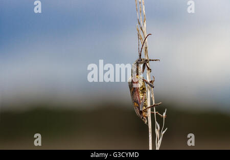 Deux bandes de Longhorn (Rhagium bifasciatum) Banque D'Images