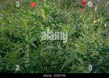 Coquelicot sur champ vert Banque D'Images