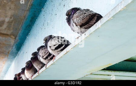 Rangée de pigeons sauvages gris assis avec plumes fluffed bleu sur poutre d'acier sous le pont en hiver. Banque D'Images