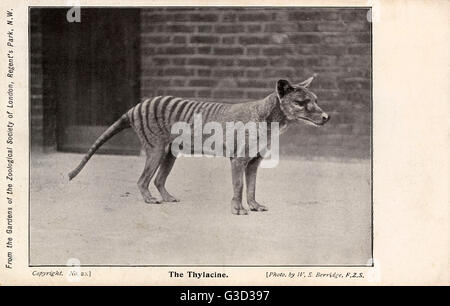 Tasmanian Tiger ou Thylacine (Thylacinus cynocephalus) en captivité dans le Zoo de Londres. On pense que l'espèce éteinte. Plus connu de marsupial carnivore des temps modernes - ont disparu en 1936 - était un prédateur. Date : vers 1910 Banque D'Images