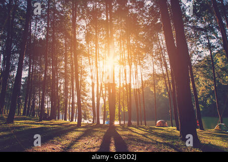 Pine Tree et de la lumière du soleil avec vintage tone. Banque D'Images
