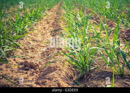 Champ de canne à sucre sur l'agriculture en Thaïlande. Banque D'Images