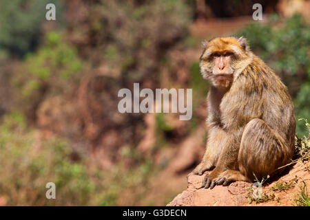 Macaque de Barbarie Macaques de Barbarie, Macaca sylvanus ou magot à Ouzoud ( Cascades d'Ouzoud ) Atlas Maroc Banque D'Images