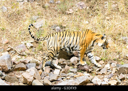 Tigre du Bengale la chasse à des fins alimentaires Le parc national de Ranthambore, en Inde Banque D'Images