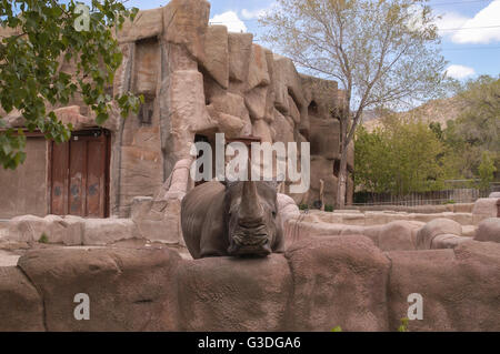 Animal dans un zoo dans la United States Banque D'Images