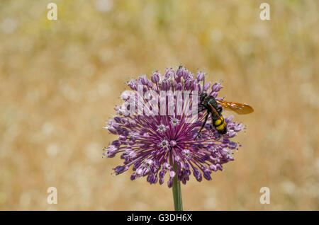 Homme, Mammoth Wasp, Megascolia maculata flavifrons, se nourrissant d'Alium sauvages. Espagne Banque D'Images