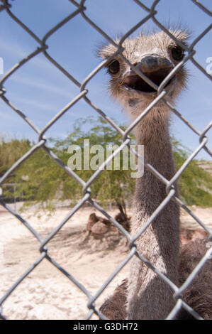 Animal dans un zoo dans la United States Banque D'Images