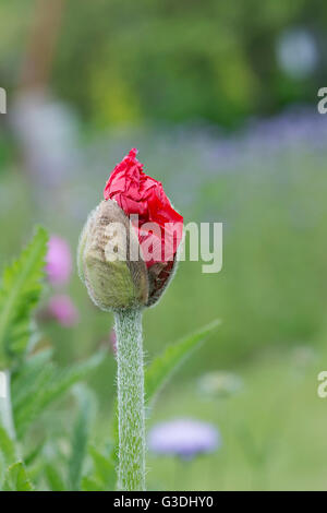 Papaver orientale, Beauté de Livermere. Fleur de pavot oriental émergeant de bud Banque D'Images