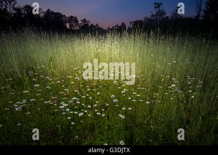 Domaine de La Nuit fleurs Daisy Banque D'Images