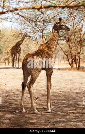 Mignon bébé girafe au Sénégal avec la mère debout dans l'arrière-plan. Banque D'Images