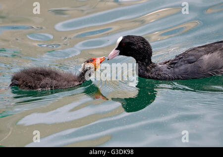 Libre de Foulque macroule (Fulica atra) nourrir son poussin sur l'eau Banque D'Images