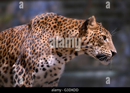 Gros plan du Sri Lanka leopard (Panthera pardus kotiya) Vue de profil Banque D'Images