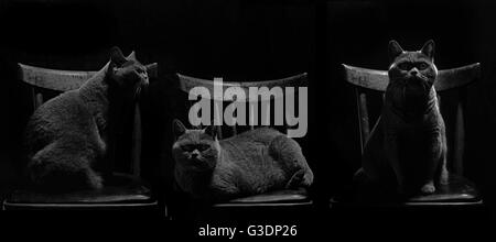 Trois photos de gray British cat sitting in chair sur fond noir Banque D'Images